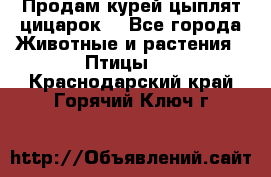 Продам курей цыплят,цицарок. - Все города Животные и растения » Птицы   . Краснодарский край,Горячий Ключ г.